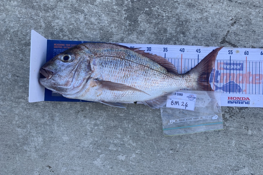 Mark Piskulic caught this 48.5cm Snapper at Northland during The Export NZ Fishing Competition